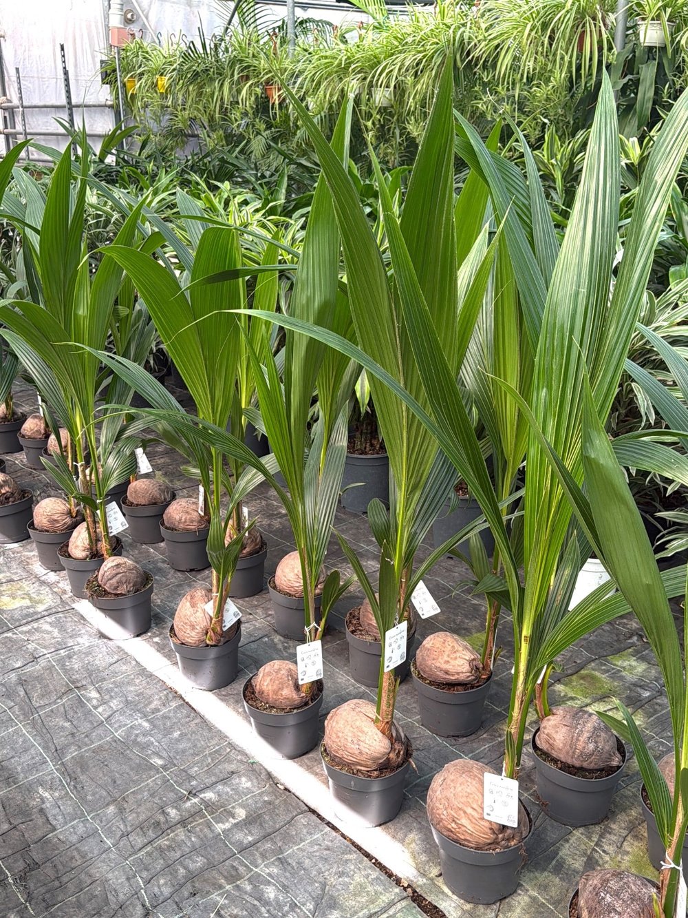 Cocos Palmiyesi 160-170  cm