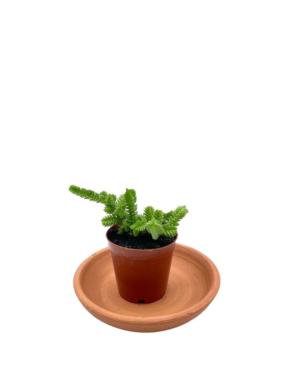Crassula Muscosa Prenses Çamı