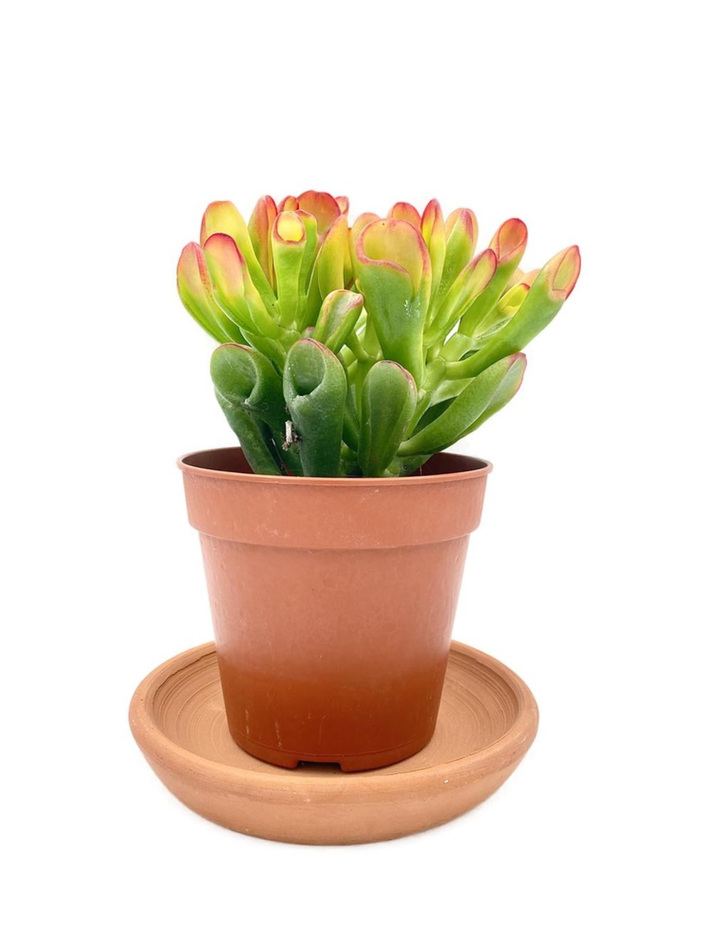 Crassula Ovata Hobbit Shrek Büyük Boy 25 Cm
