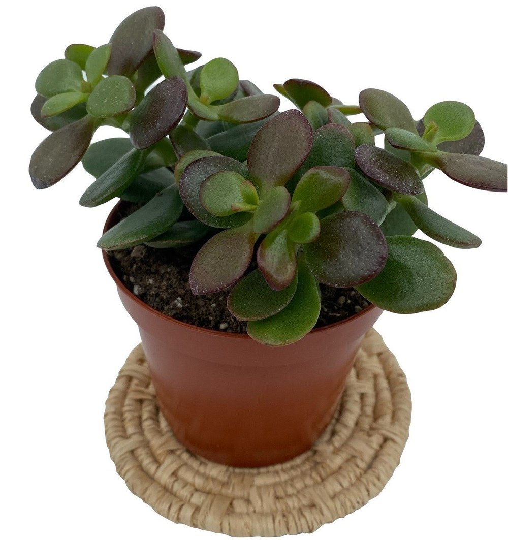 Crassula Ovata (Para Ağacı) 12.5 Cm Saksıda