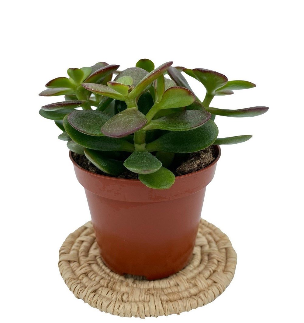 Crassula Ovata (Para Ağacı) 12.5 Cm Saksıda