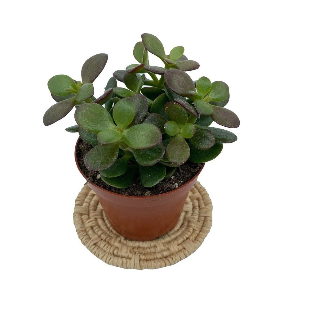 Crassula Ovata (Para Ağacı) 12.5 Cm Saksıda