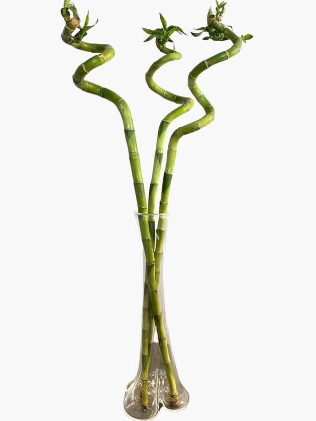 Dekoratif Cam Vazo Fil Ayağı