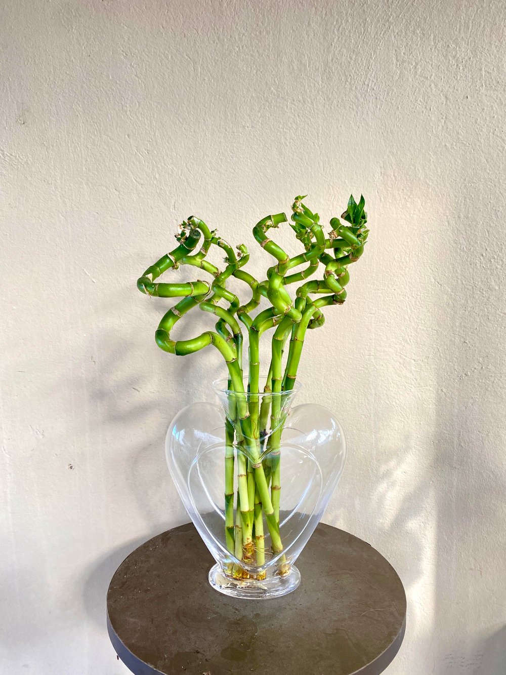 Dekoratif Kalpli Cam Vazo-Şans Bambusu İçin Vazo