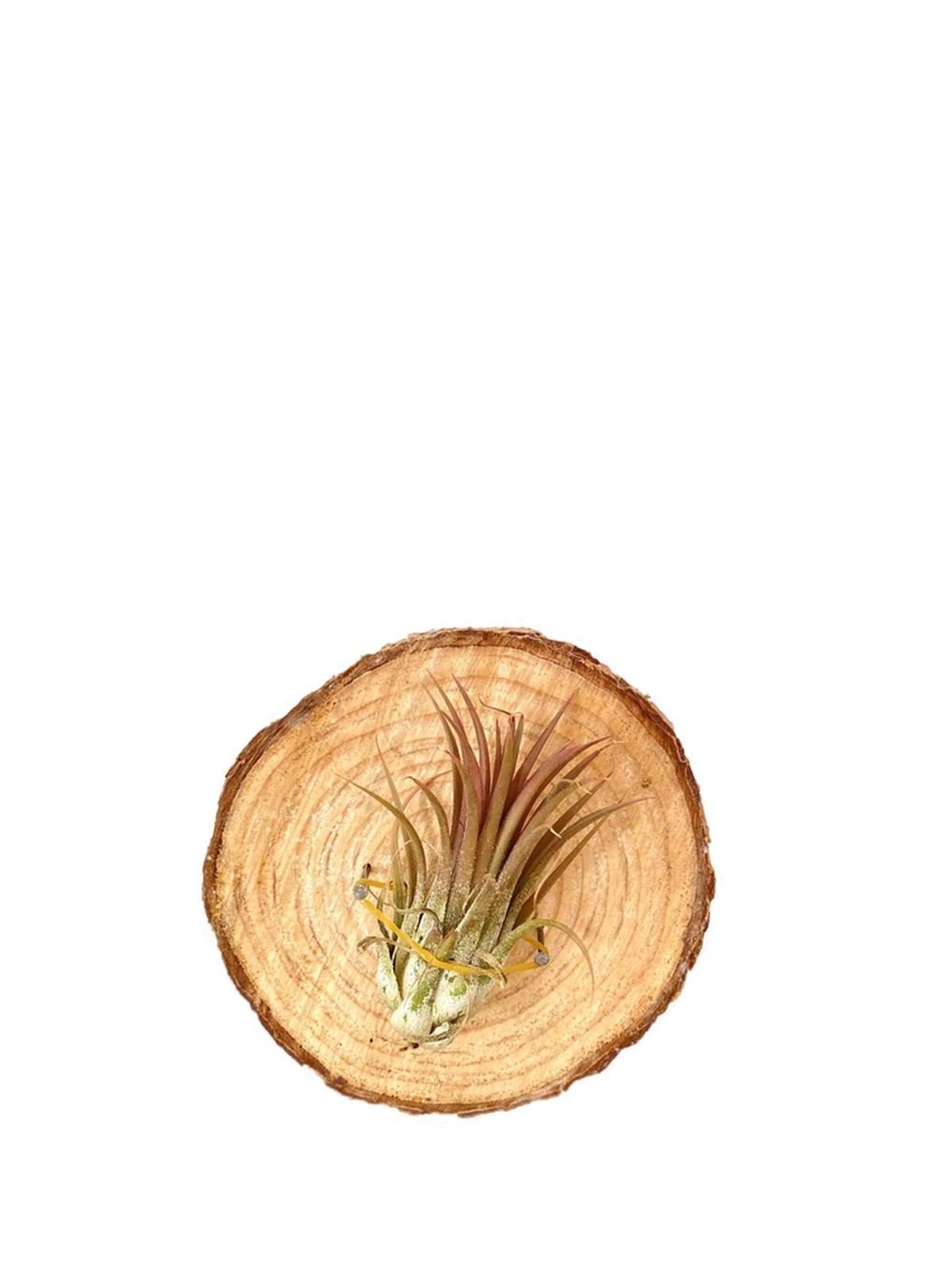 Dekoratif Kütüklü Tillandsia Ionantha Air Plant Hava Bitkisi