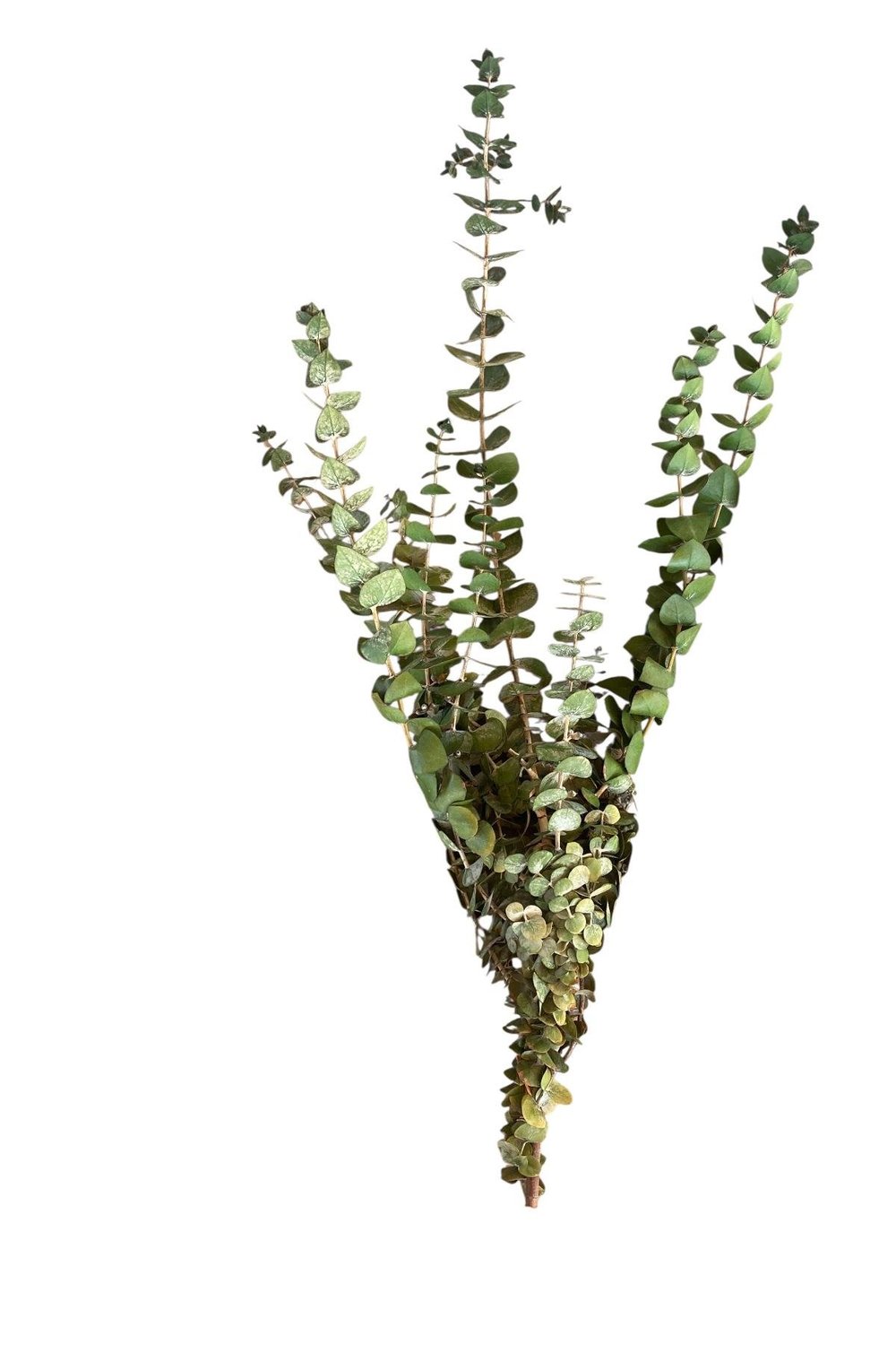 Dekoratif Şoklanmış Okaliptus Çiçek