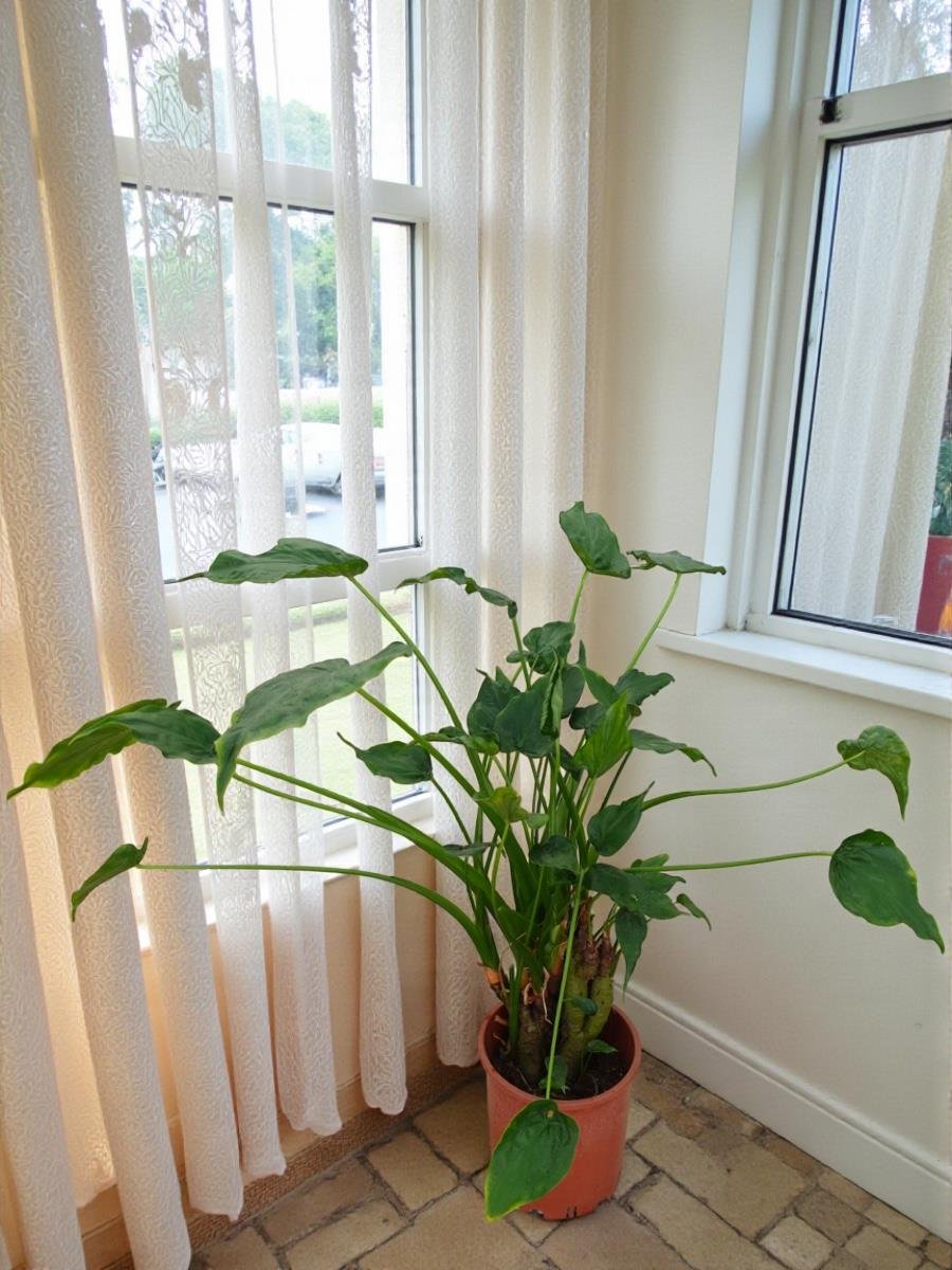 Dev Buda Eli - Alocasia Cucullata (100-120 cm Şans Bitkisi)