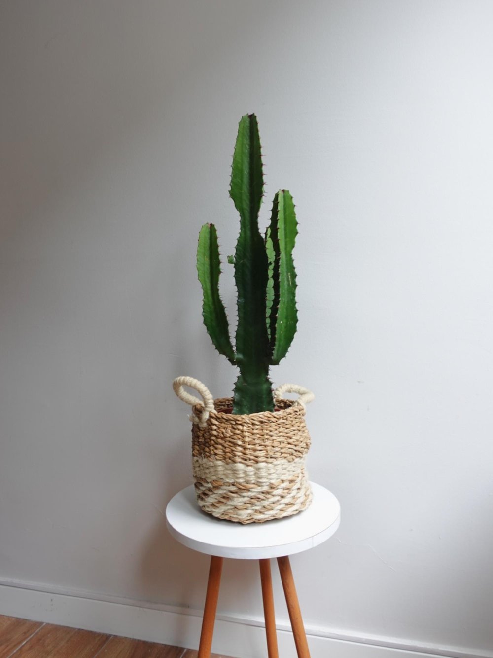 Dev Kovboy Kaktüsü 80 - 100 cm – Euphorbia Acrurensis 