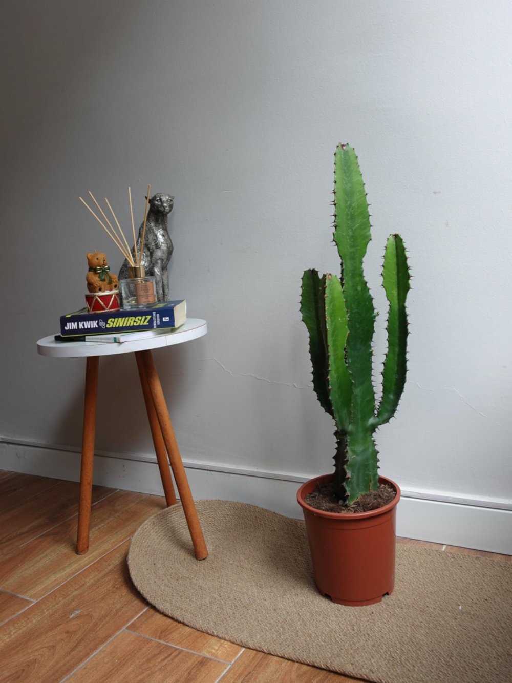 Dev Kovboy Kaktüsü 80 - 100 cm – Euphorbia Acrurensis 