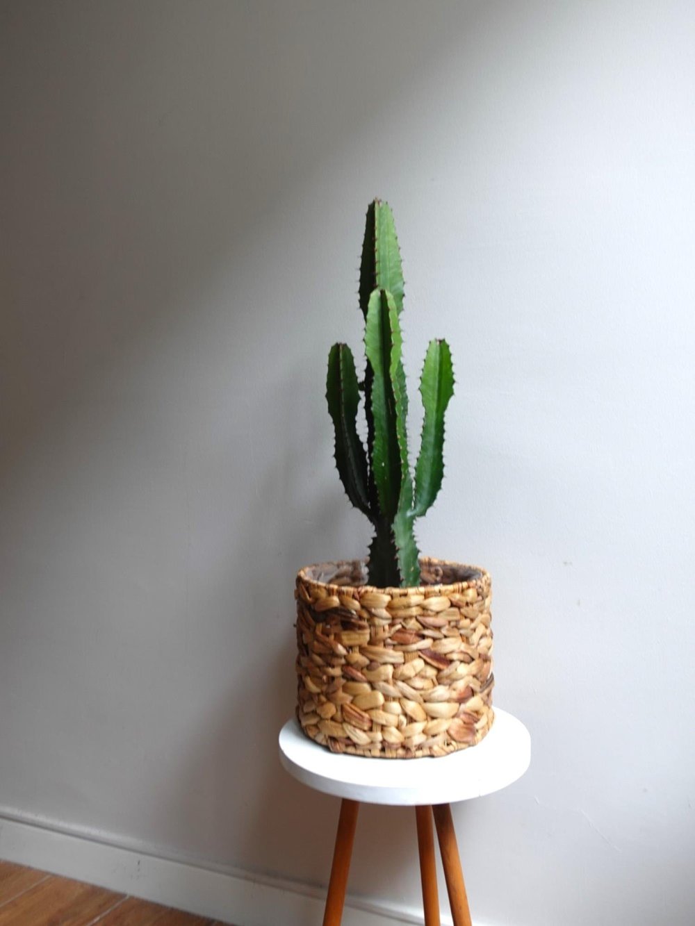 Dev Kovboy Kaktüsü 80 - 100 cm – Euphorbia Acrurensis 