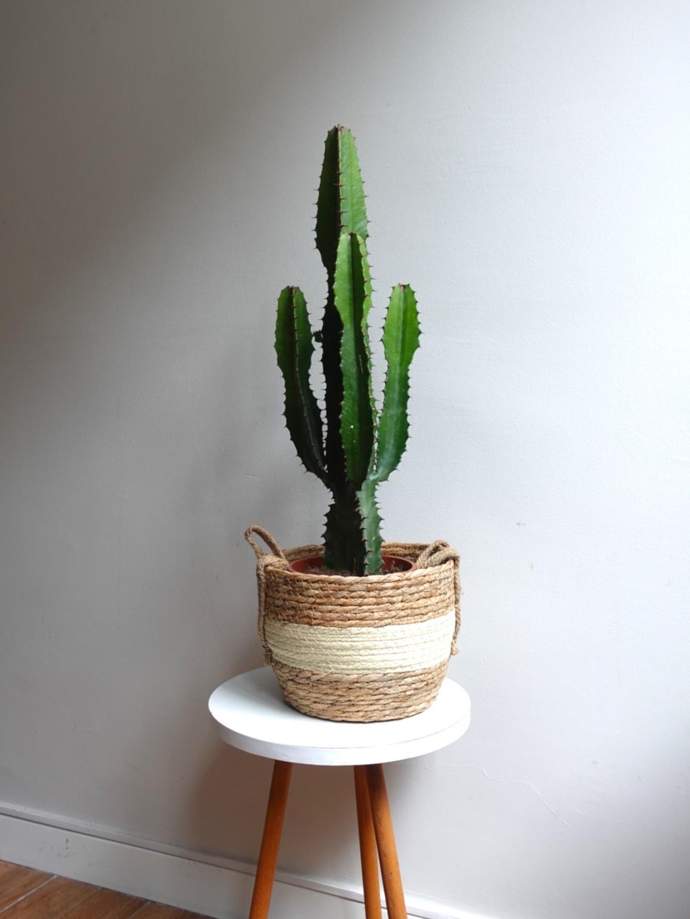 Dev Kovboy Kaktüsü 80 - 100 cm – Euphorbia Acrurensis 