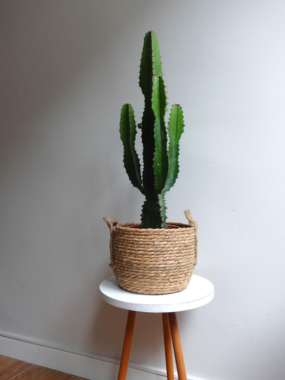 Dev Kovboy Kaktüsü 80 - 100 cm – Euphorbia Acrurensis 