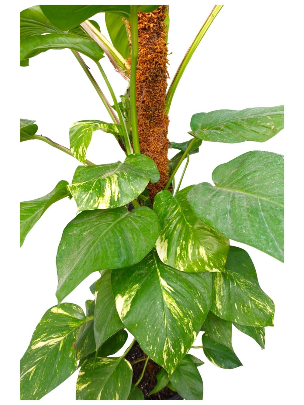 Dev Patos Sarmaşığı Sopalı Yosun Gövdeli 160 - 180 Cm Pothos Epipremnum Aureum 