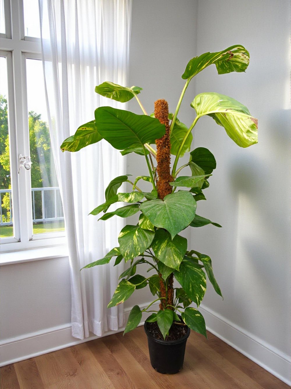 Dev Patos Sarmaşığı Sopalı Yosun Gövdeli 160 - 180 Cm Pothos Epipremnum Aureum 