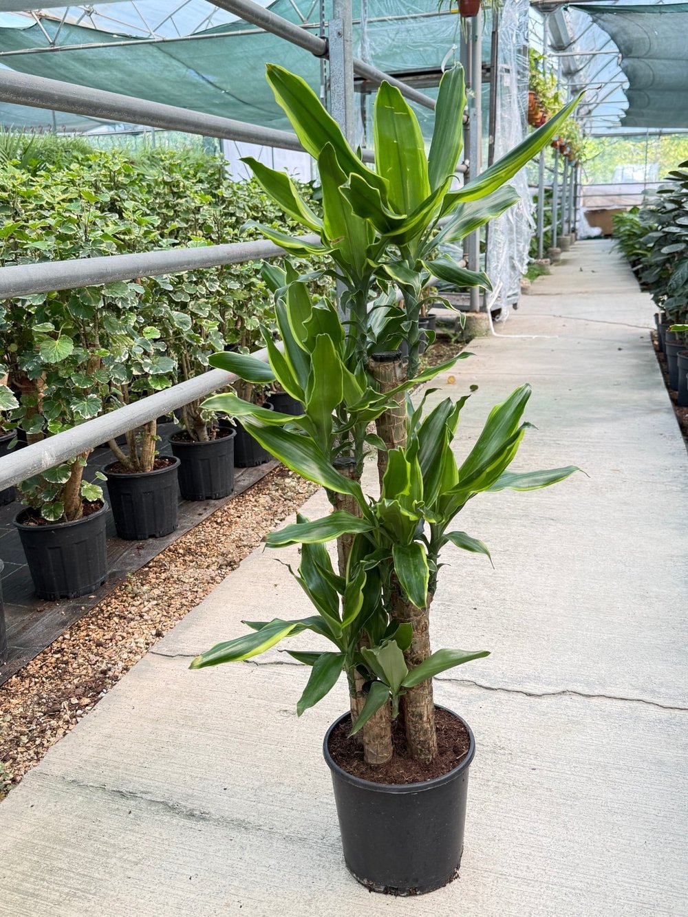 Dracaena Birce 4 Gövde (100-120 cm) – Minimalist ve Dolgun Tropikal Zarafet 🌿