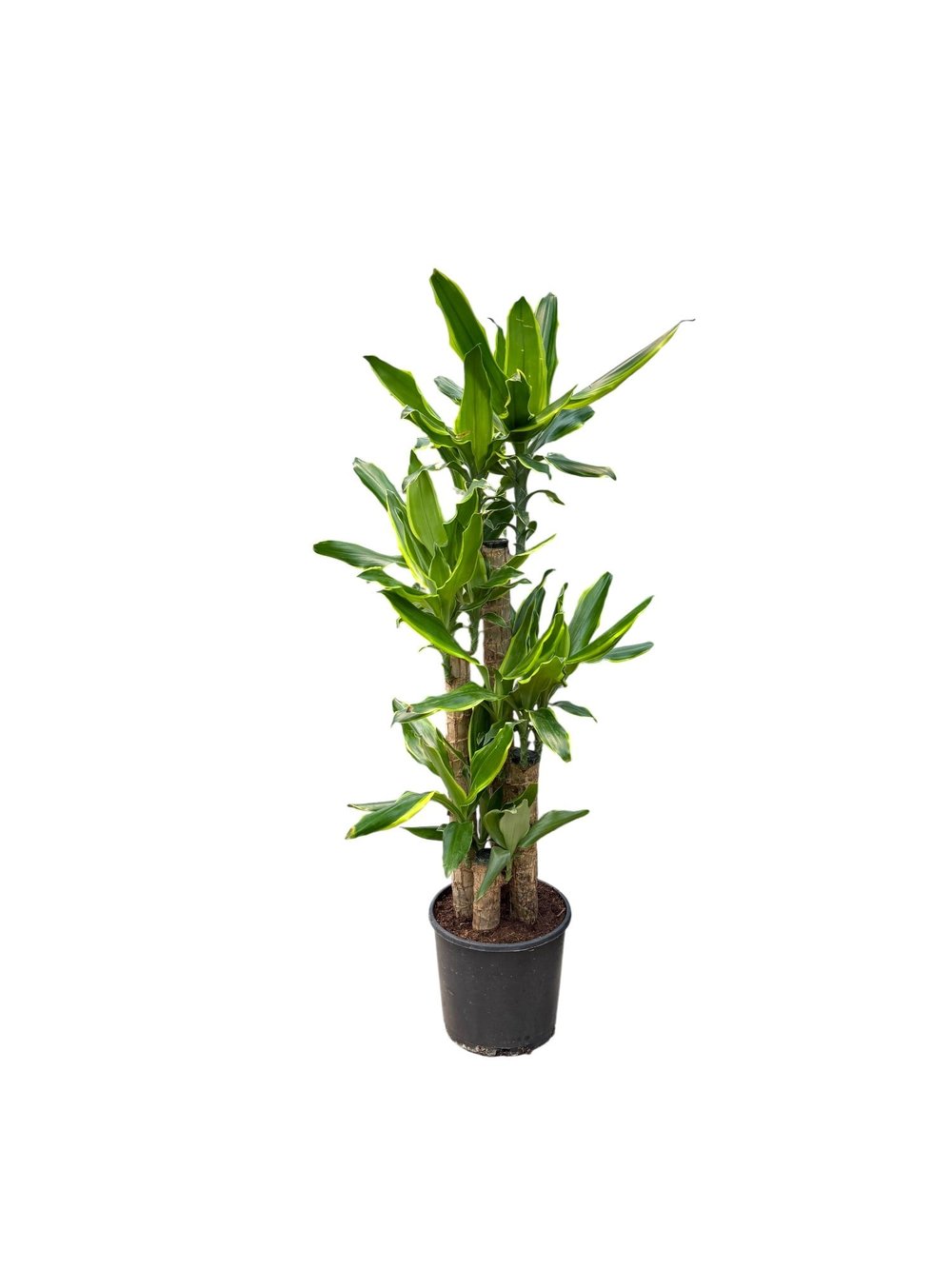 Dracaena Birce 4 Gövde (100-120 cm) – Minimalist ve Dolgun Tropikal Zarafet 🌿