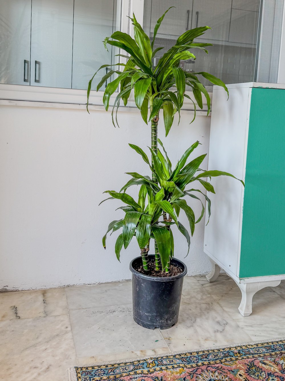 Dracaena Janet Lind 3 Kök (120-130 cm) – Geniş Yapraklı Tropikal Gösteriş 🌿
