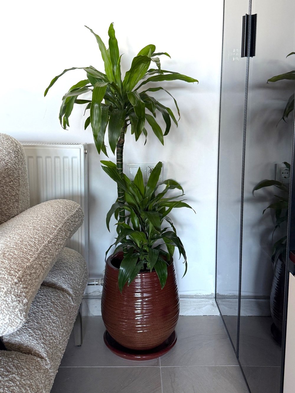 Dracaena Janet Lind 3 Kök (120-130 cm) – Geniş Yapraklı Tropikal Gösteriş 🌿