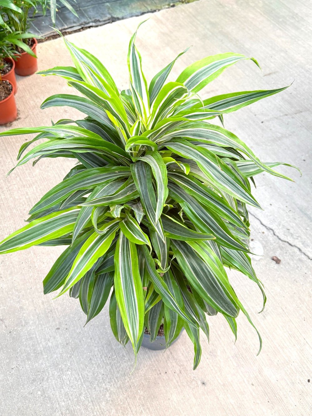 Dracaena Lemon Lime 10 Kök (120 cm) – Neon Çizgileriyle Canlı ve Dolgun 🌿