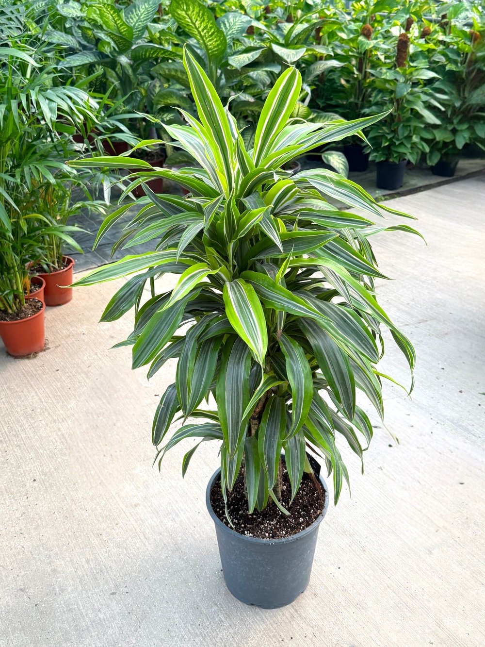Dracaena Lemon Lime 10 Kök (120 cm) – Neon Çizgileriyle Canlı ve Dolgun 🌿