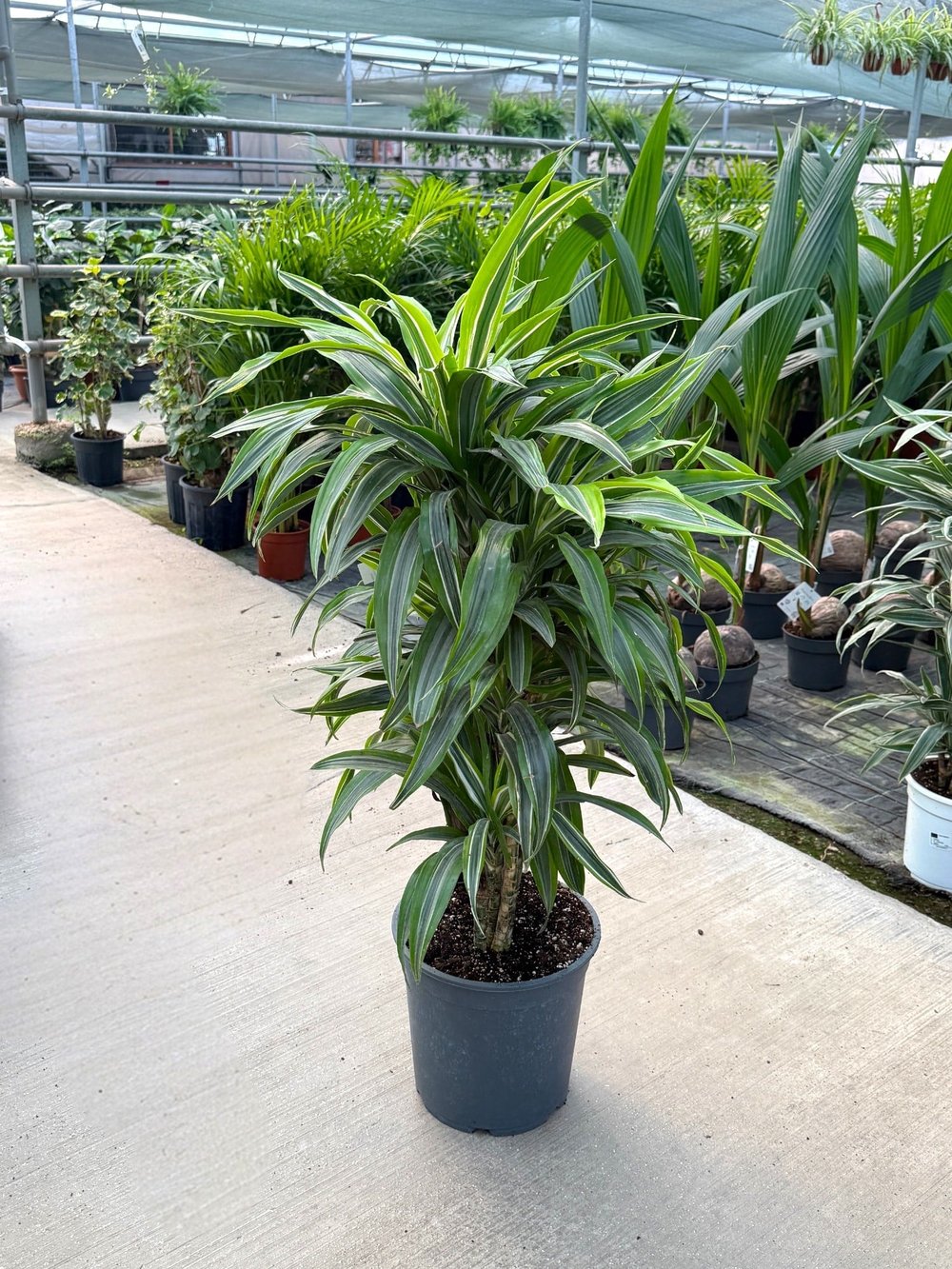 Dracaena Lemon Lime 10 Kök (120 cm) – Neon Çizgileriyle Canlı ve Dolgun 🌿