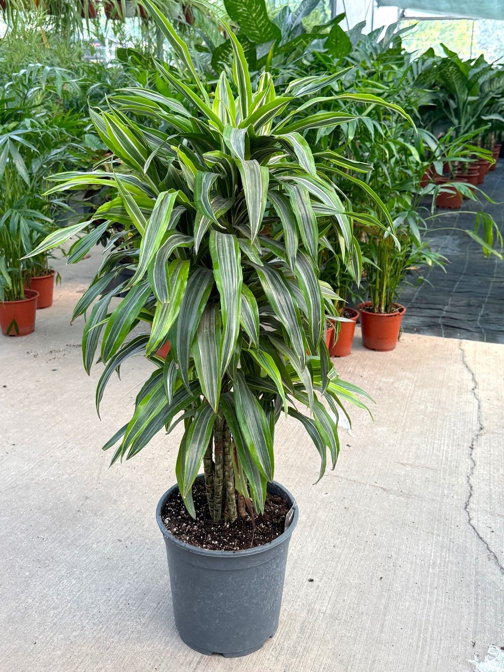 Dracaena Lemon Lime 10 Kök (120 cm) – Neon Çizgileriyle Canlı ve Dolgun 🌿