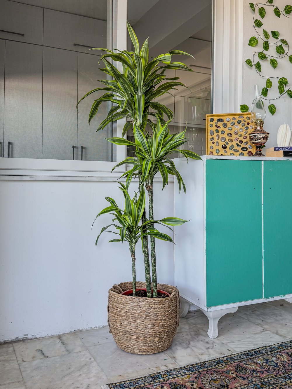 Dracaena Lemon Lime 3 Gövdeli 150 Cm - Renkli