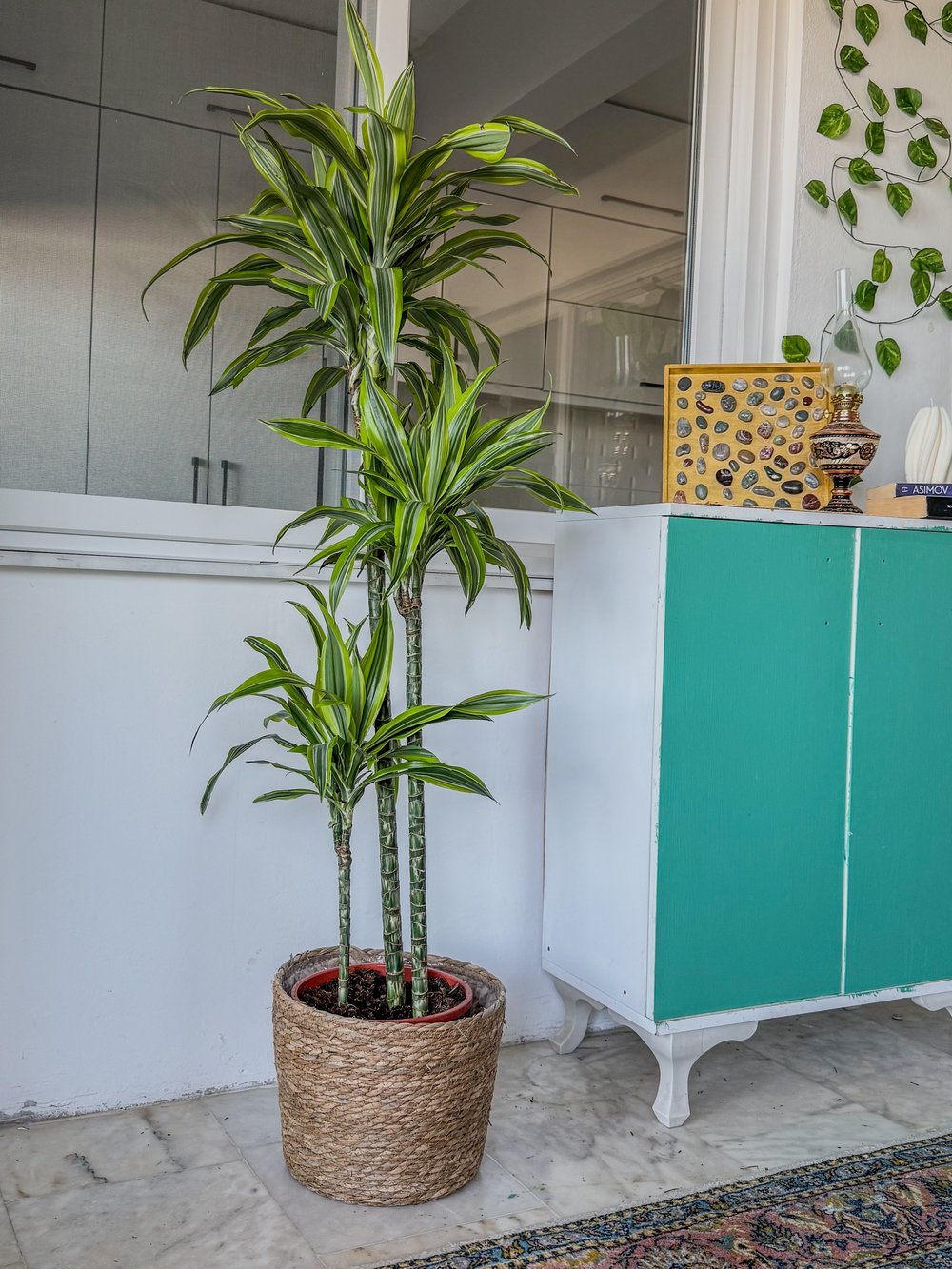 Dracaena Lemon Lime 3 Gövdeli 150 Cm - Renkli