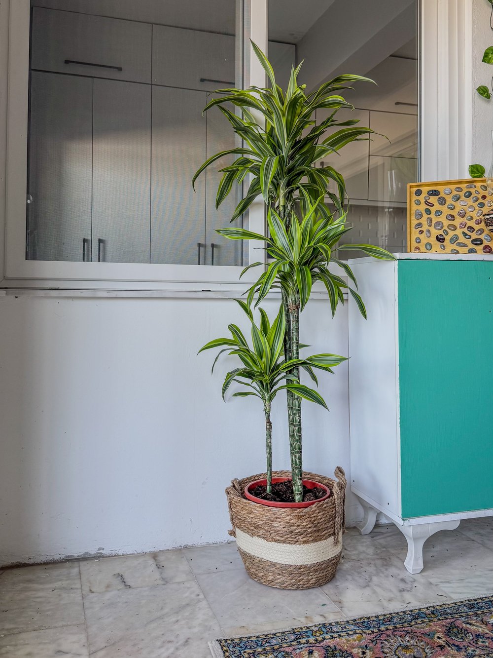 Dracaena Lemon Lime 3 Gövdeli 150 Cm - Renkli