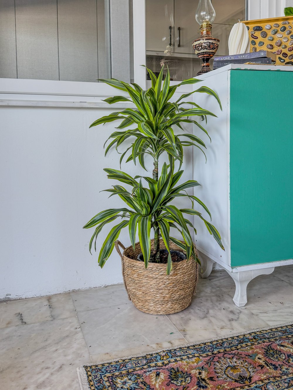 Dracaena Lemon Lime Bitkisi 2 Gövdeli-Renkli