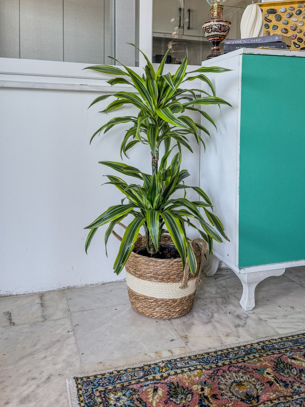 Dracaena Lemon Lime Bitkisi 2 Gövdeli-Renkli