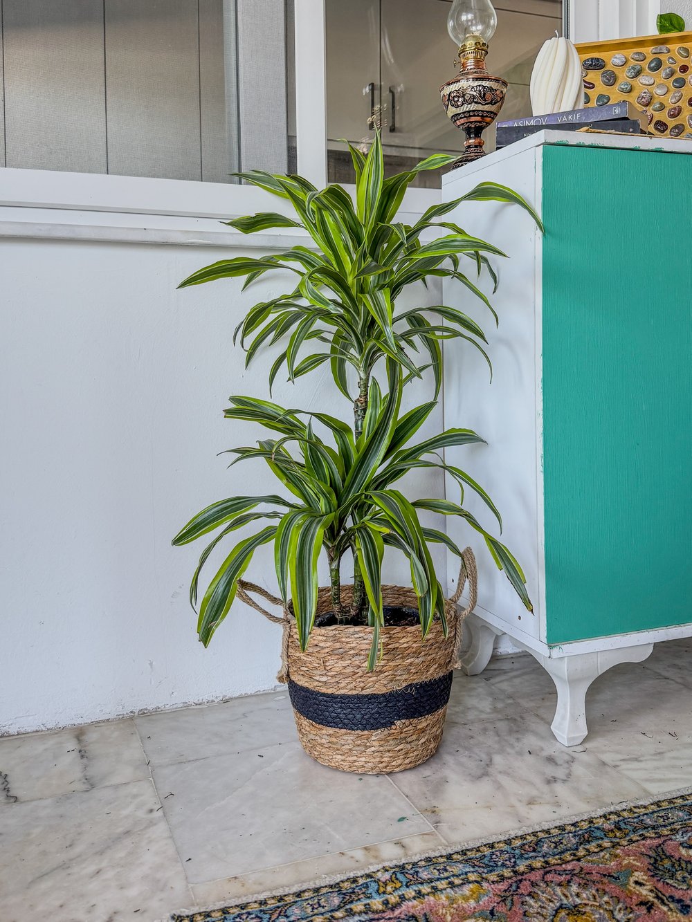 Dracaena Lemon Lime Bitkisi 2 Gövdeli-Renkli