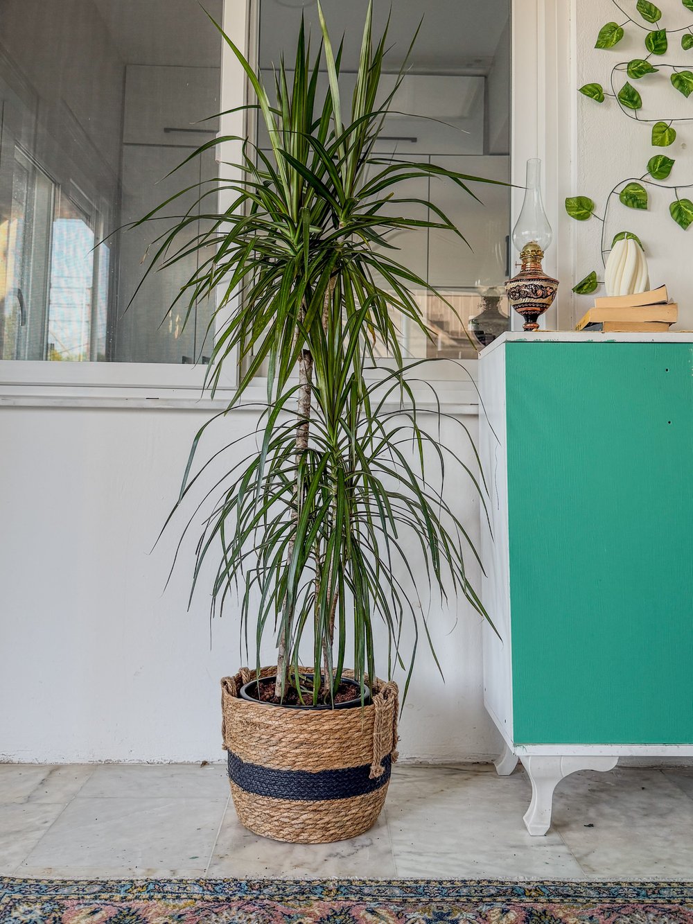 Dracaena Marginata 130 - 150 Cm 2 Gövdeli - Madagaskar Dragon Ağacı