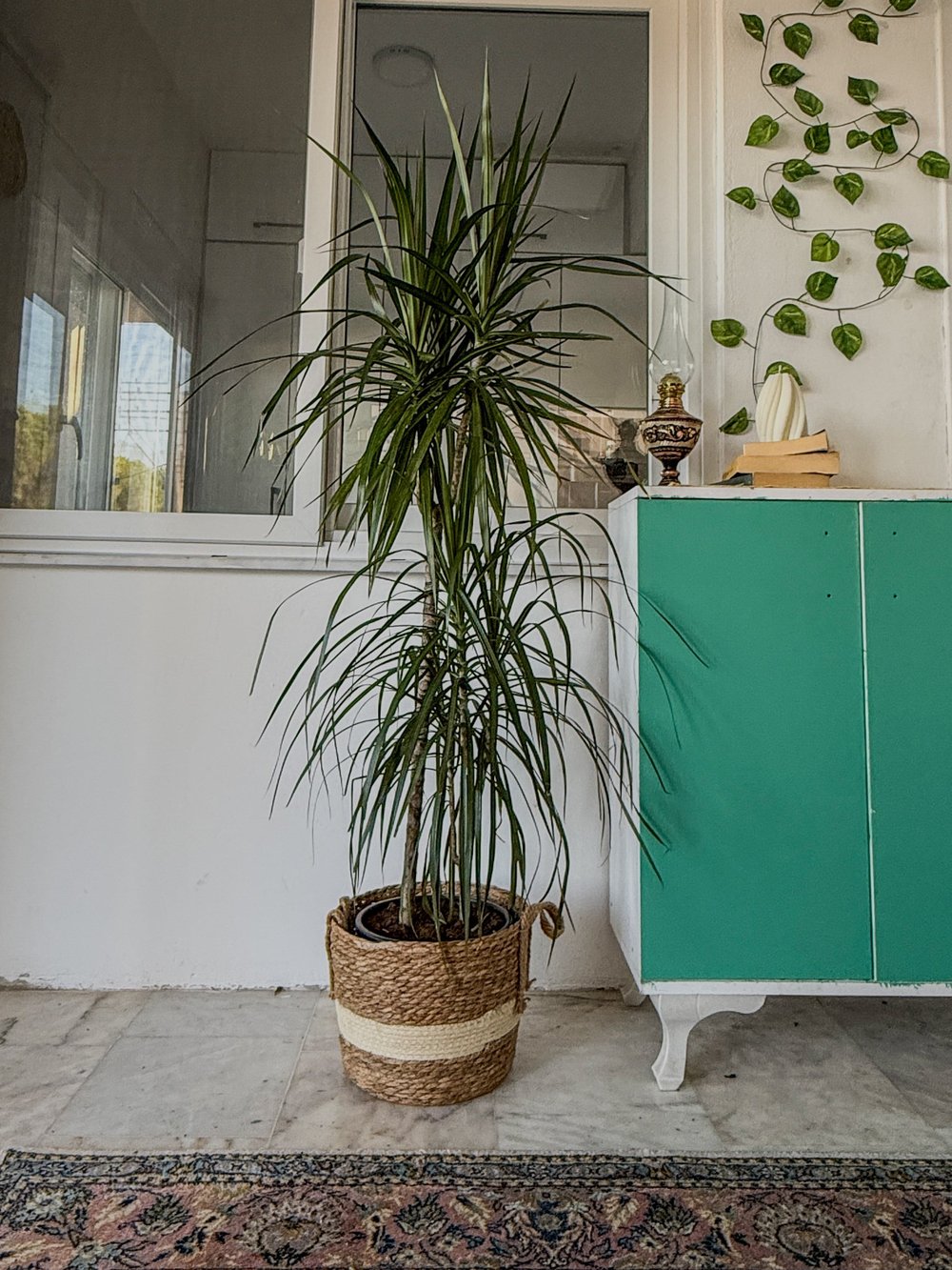 Dracaena Marginata 130 - 150 Cm 2 Gövdeli - Madagaskar Dragon Ağacı