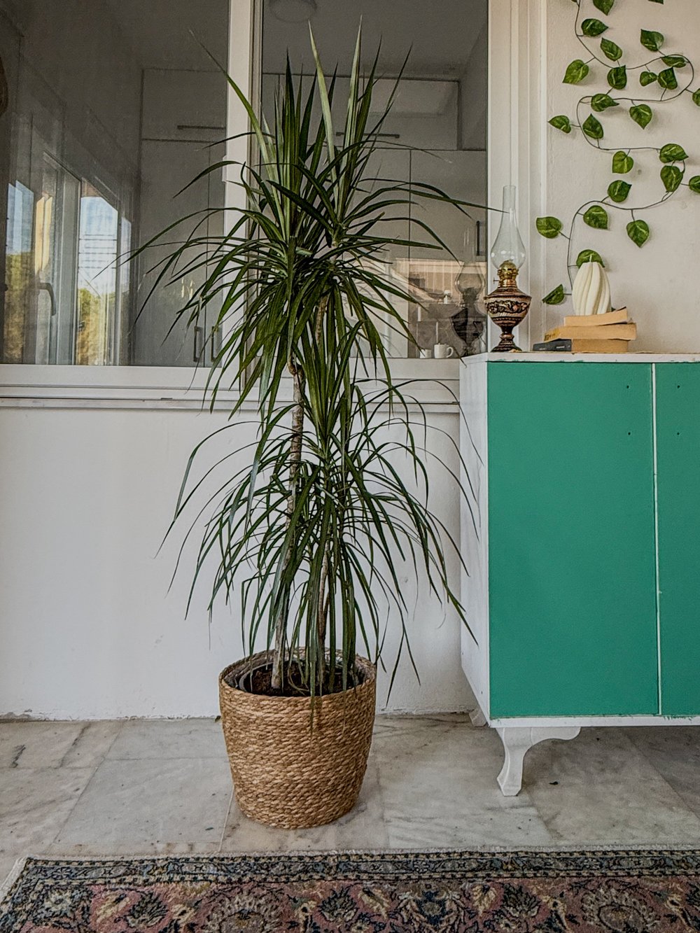 Dracaena Marginata 130 - 150 Cm 2 Gövdeli - Madagaskar Dragon Ağacı