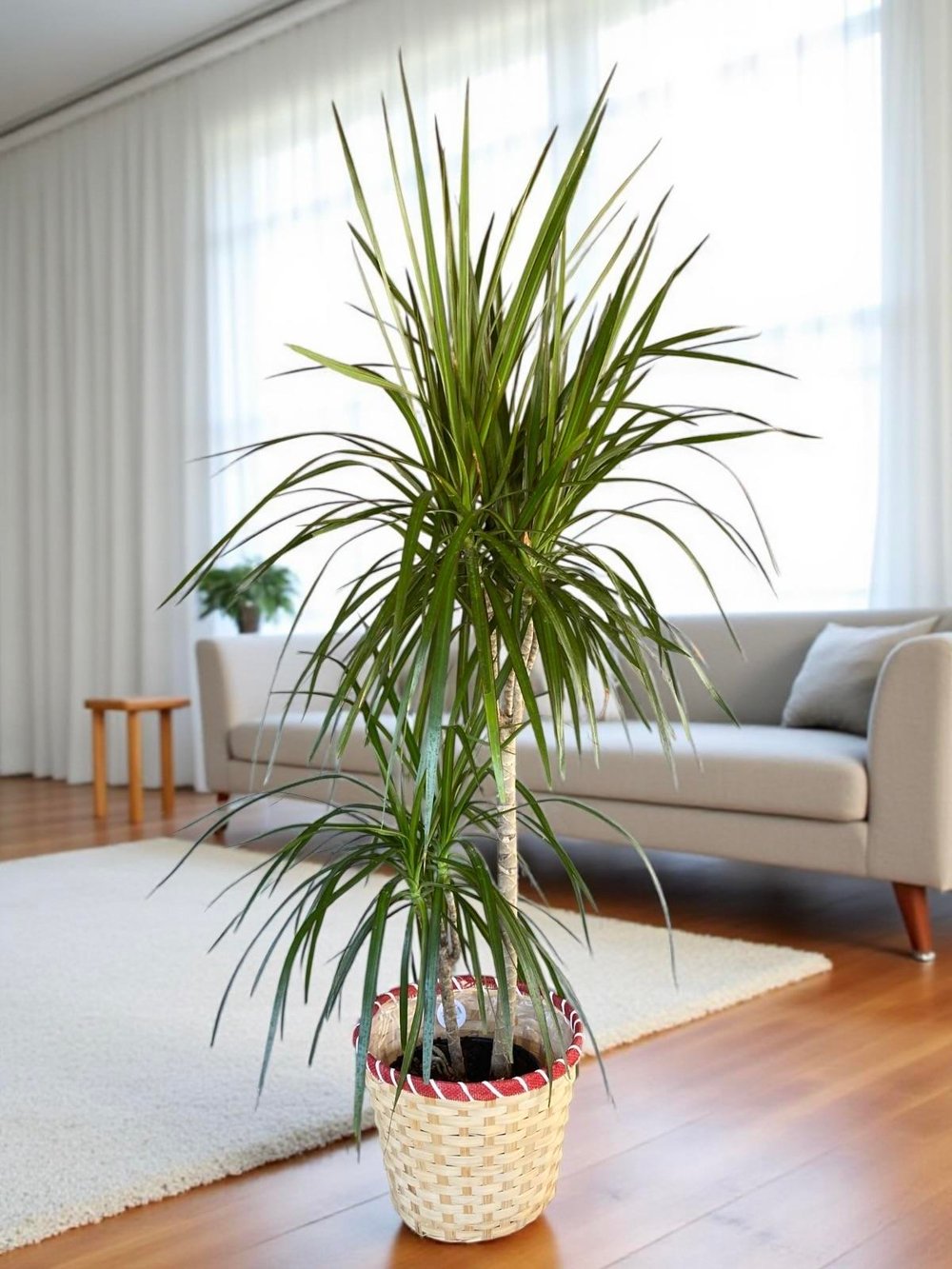 Dracaena Marginata Bitkisi 2 Gövdeli - Madagaskar Dragon Ağacı