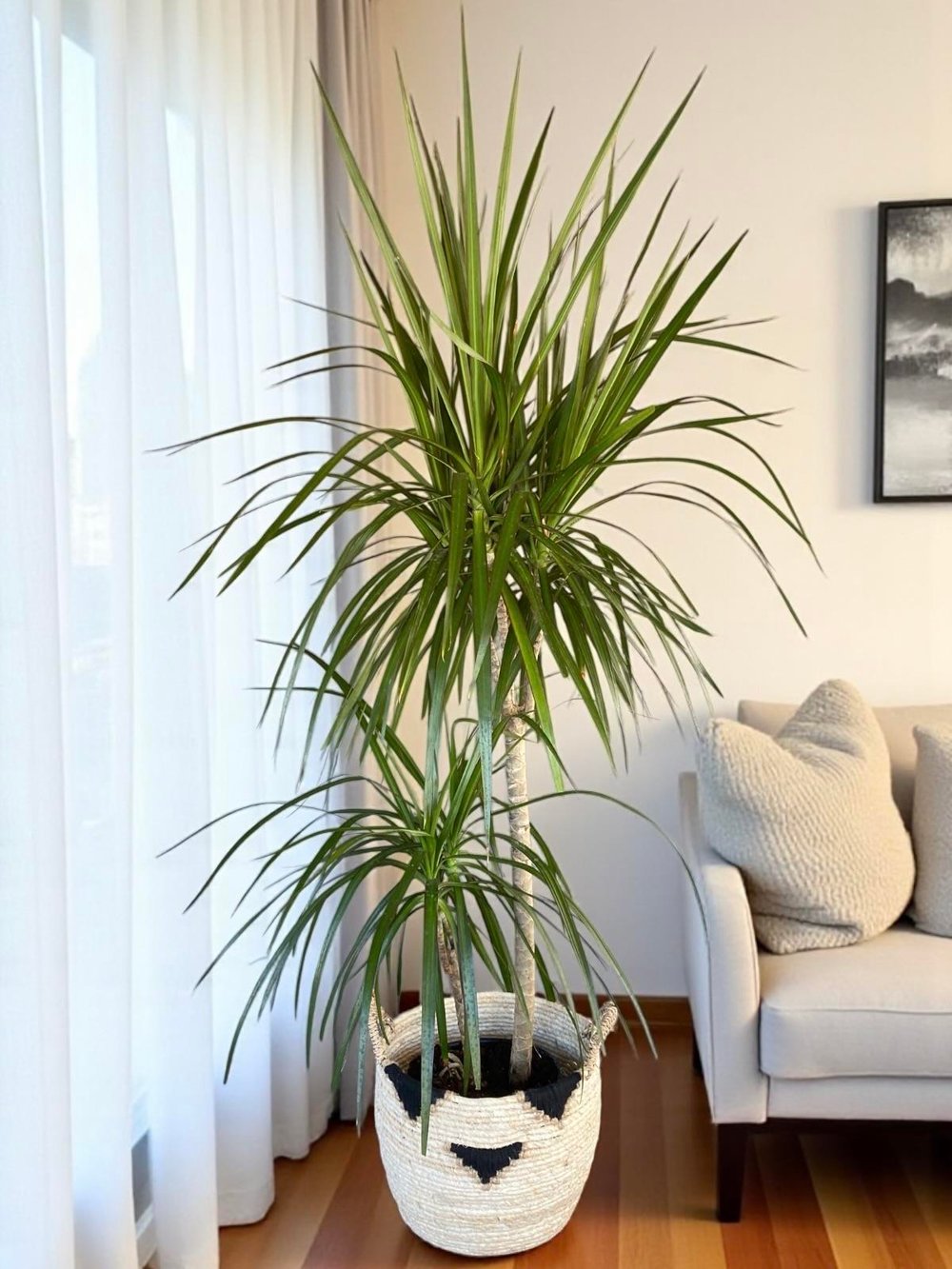 Dracaena Marginata Bitkisi 2 Gövdeli - Madagaskar Dragon Ağacı