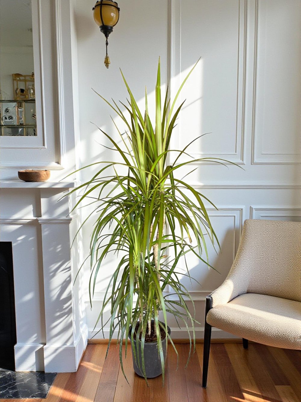 Dracaena Marginata 120 Cm 3 Gövdeli - Madagaskar Dragon Ağacı