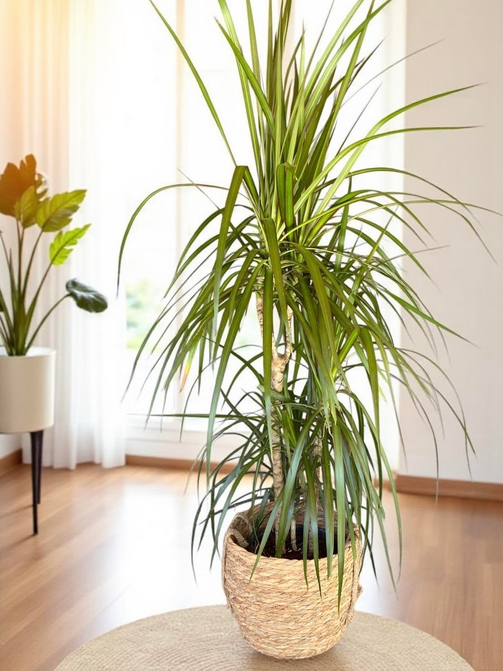 Dracaena Marginata 120 Cm 3 Gövdeli - Madagaskar Dragon Ağacı