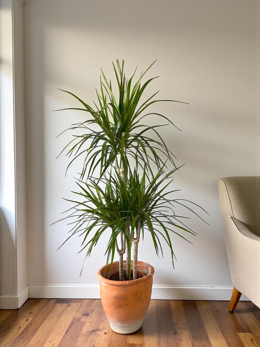 Dracaena Marginata 120 Cm 3 Gövdeli - Madagaskar Dragon Ağacı