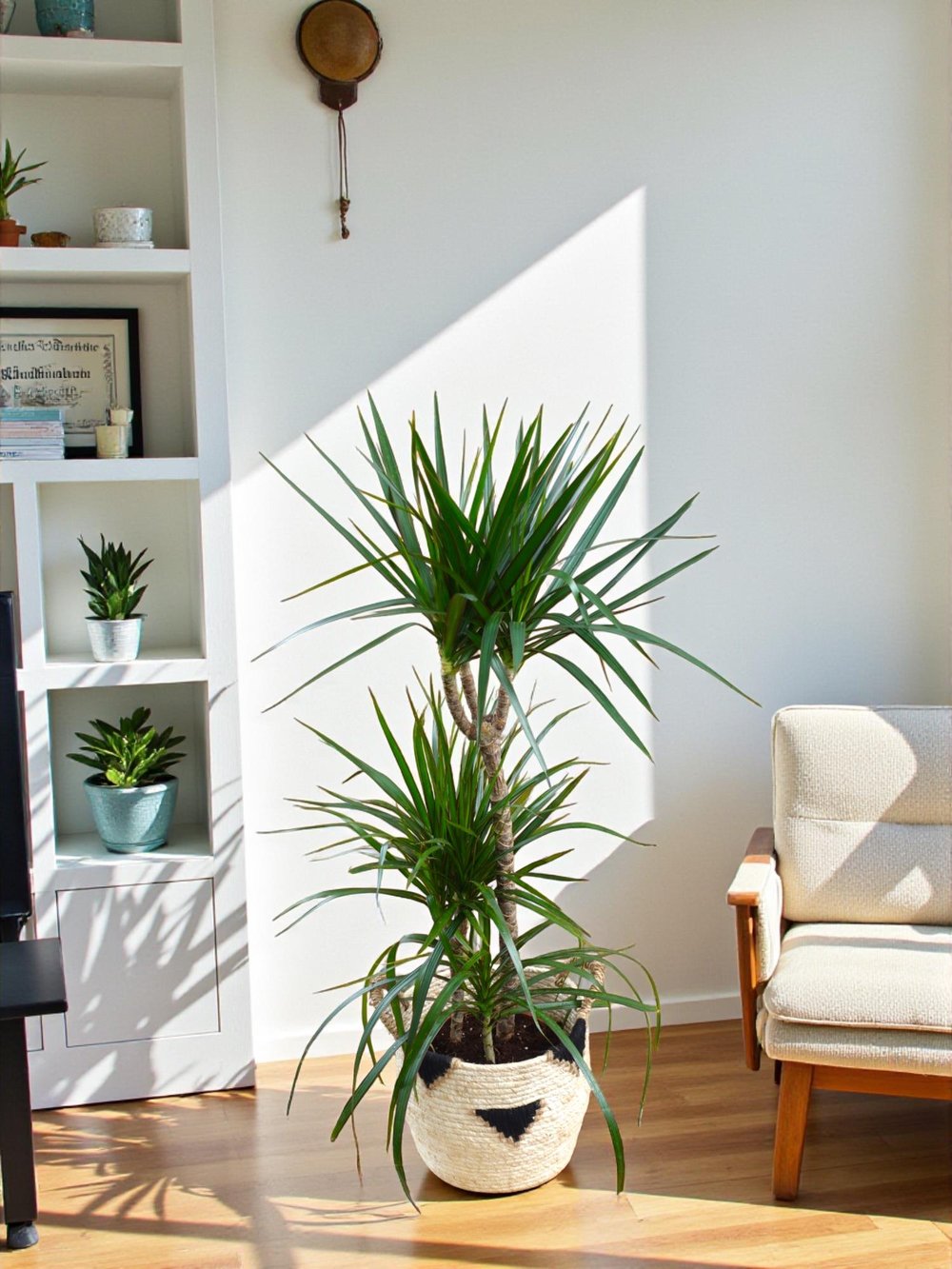 Dracaena Marginata 120 Cm 3 Gövdeli - Madagaskar Dragon Ağacı