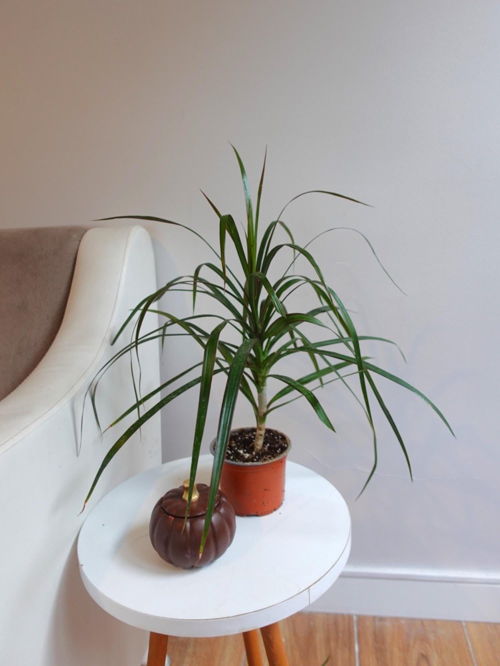 Dracaena Marginata Bitkisi Tek Gövdeli - Madagaskar Dragon Ağacı