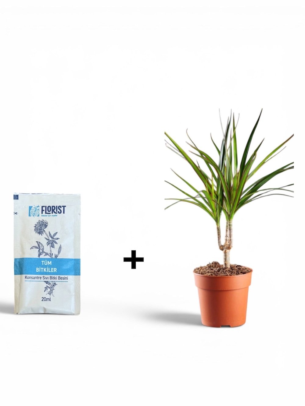 Dracaena Marginata (Madagaskar Dragon) & Florist Besin Seti – En Şık Hediye! 🎁