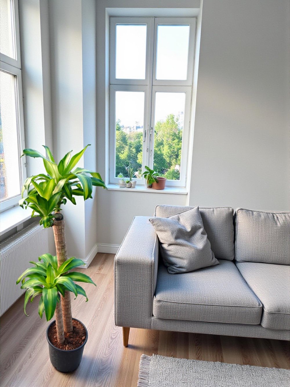 Dracaena Massengena 2 Gövdeli XL – 130-140 cm Kalın Gövdeli Prestij Bitkisi