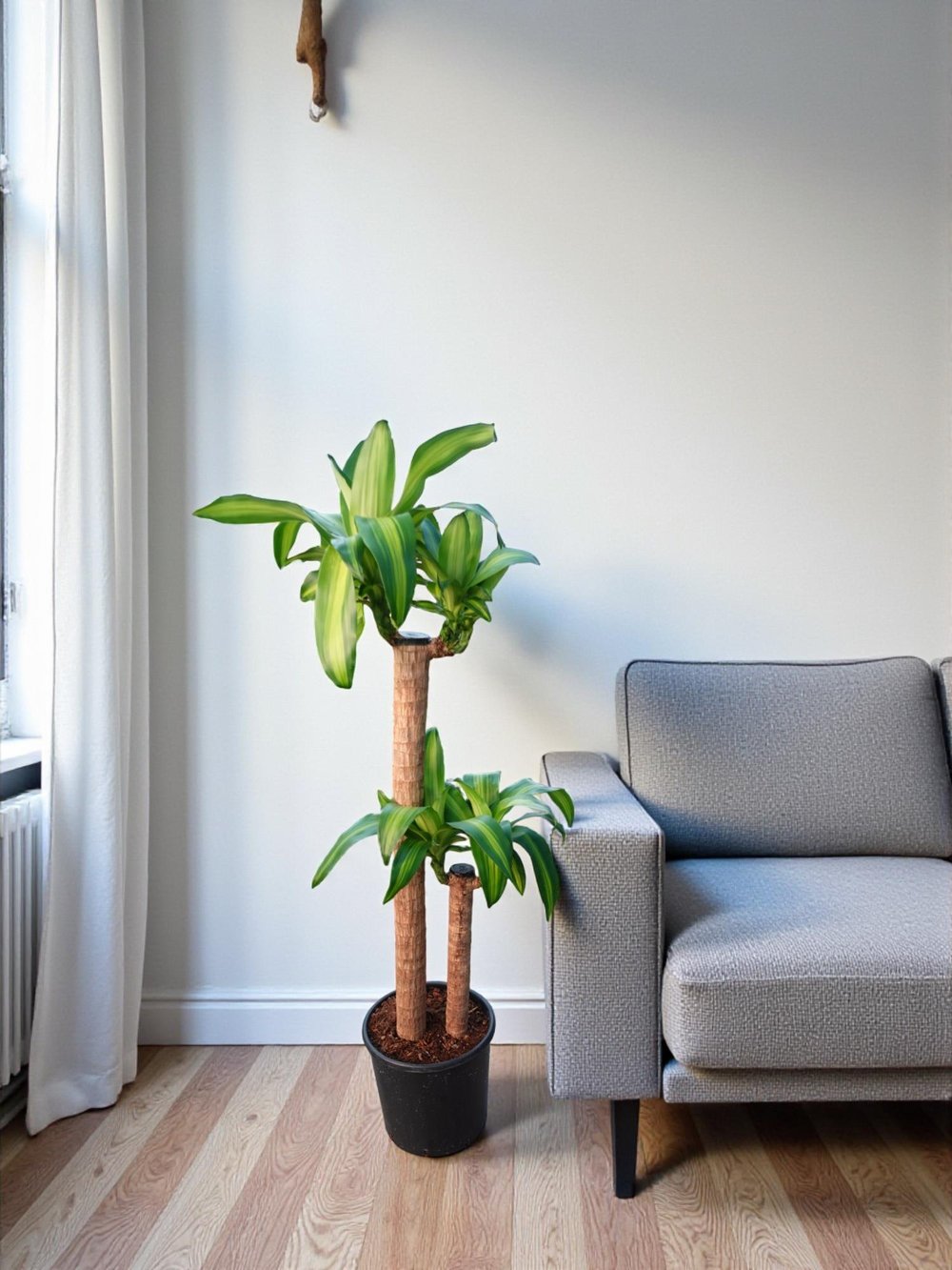 Dracaena Massengena 2 Gövdeli XL – 130-140 cm Kalın Gövdeli Prestij Bitkisi