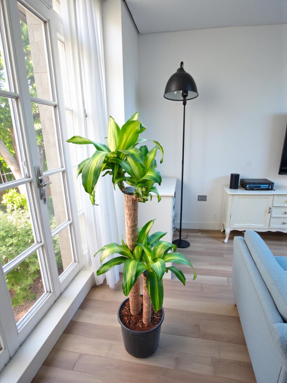 Dracaena Massengena 2 Gövdeli XL – 130-140 cm Kalın Gövdeli Prestij Bitkisi