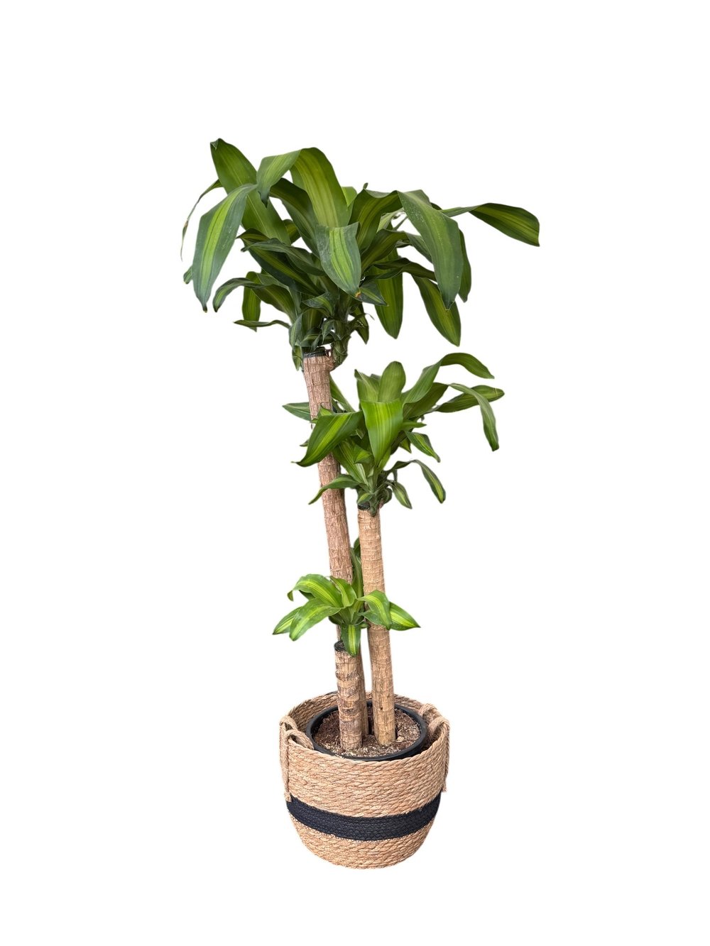 Dracaena Massengena 3 Gövdeli XXL – 130-140 cm Kalın Gövdeli Prestij Bitkisi