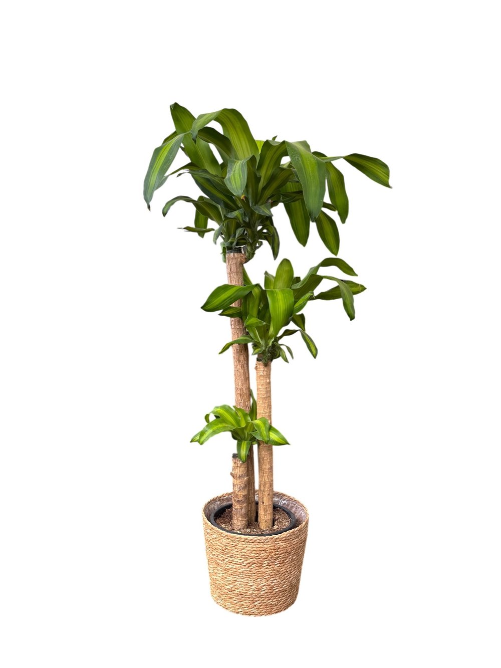 Dracaena Massengena 3 Gövdeli XXL – 130-140 cm Kalın Gövdeli Prestij Bitkisi