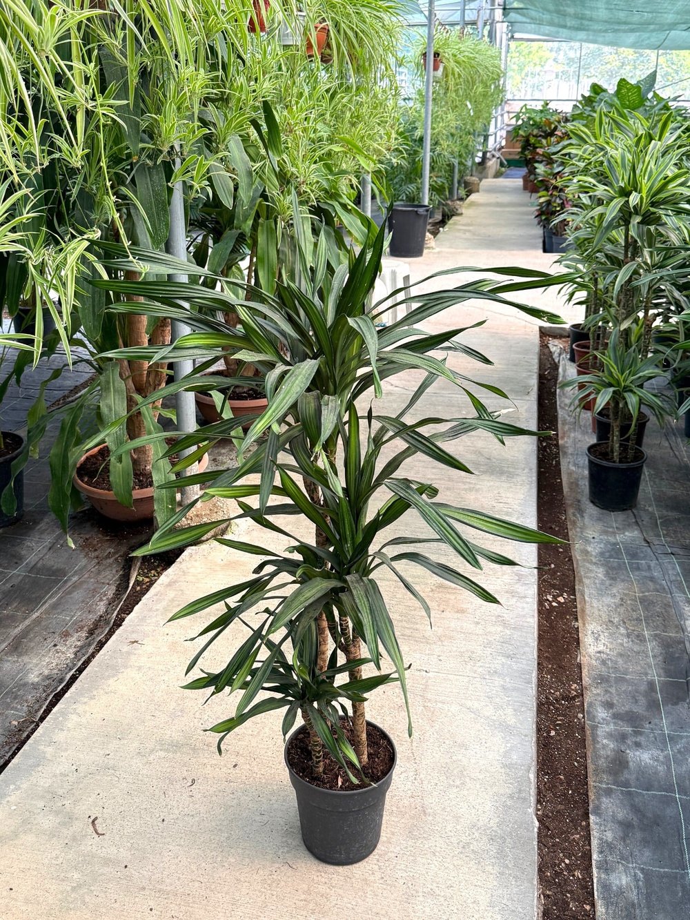 Dracaena Riki 3 Kök (120-130 cm) – Geniş Yapraklı Tropikal Gösteriş 🌿