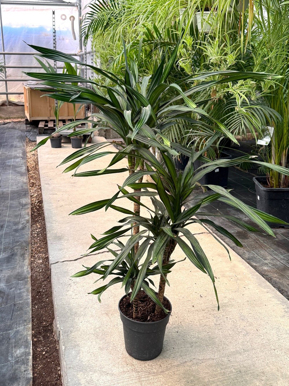 Dracaena Riki 3 Kök (120-130 cm) – Geniş Yapraklı Tropikal Gösteriş 🌿